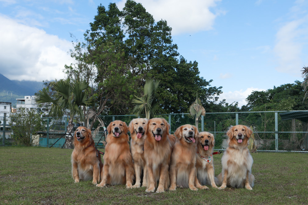 花蓮寵物友善民宿｜花蓮快樂狗寵物民宿。千坪大草原、毛小孩專屬游泳池、每間房間都有毛小孩專屬空間、狗狗床鋪