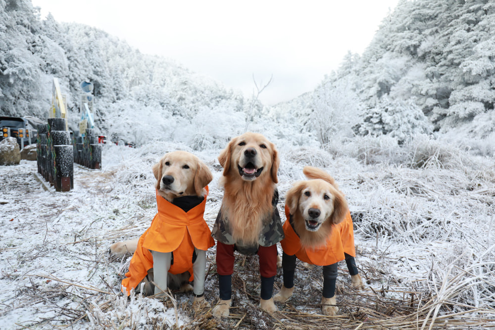 宜蘭景點｜思源埡口下雪。台七甲線宜蘭、台中交界、絕美銀白世界、雪白森林中中的寂寞派出所