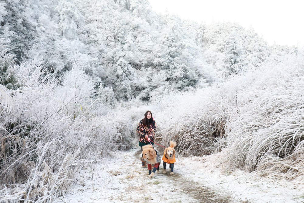 宜蘭景點｜思源埡口下雪。台七甲線宜蘭、台中交界、絕美銀白世界、雪白森林中中的寂寞派出所