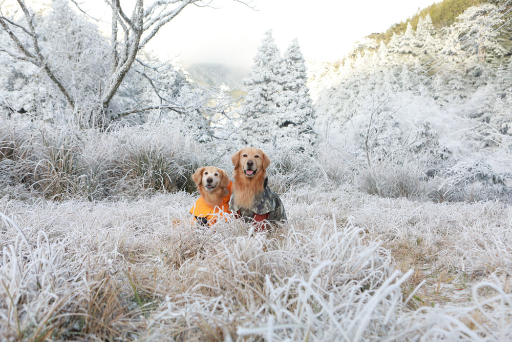 宜蘭景點｜思源埡口下雪。台七甲線宜蘭、台中交界、絕美銀白世界、雪白森林中中的寂寞派出所