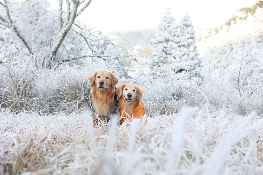 宜蘭景點｜思源埡口下雪。台七甲線宜蘭、台中交界、絕美銀白世界、雪白森林中中的寂寞派出所