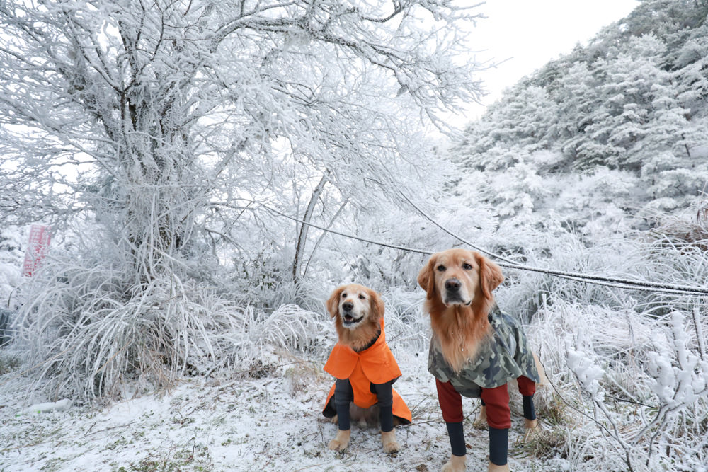 宜蘭景點｜思源埡口下雪。台七甲線宜蘭、台中交界、絕美銀白世界、雪白森林中中的寂寞派出所