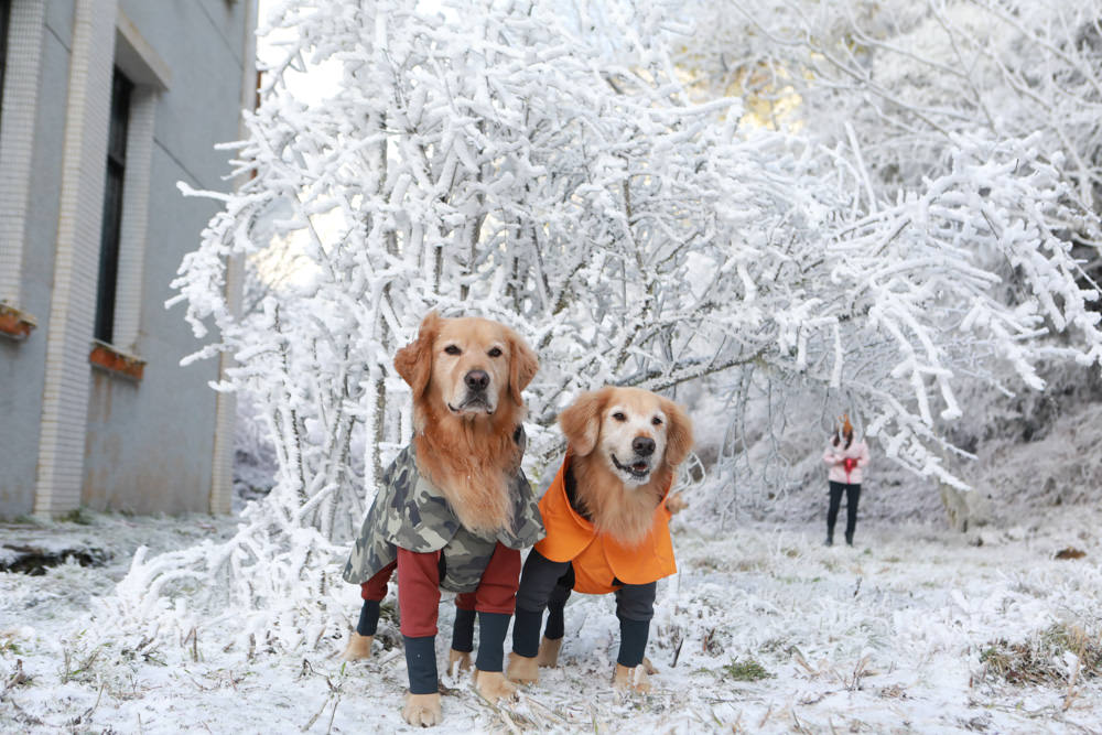宜蘭景點｜思源埡口下雪。台七甲線宜蘭、台中交界、絕美銀白世界、雪白森林中中的寂寞派出所