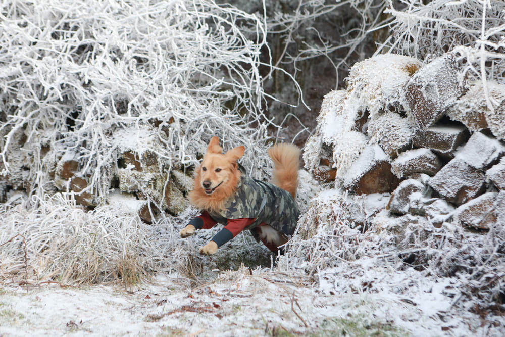 宜蘭景點｜思源埡口下雪。台七甲線宜蘭、台中交界、絕美銀白世界、雪白森林中中的寂寞派出所