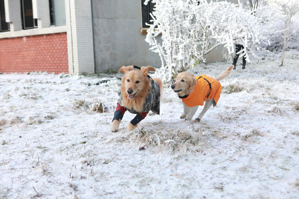 宜蘭景點｜思源埡口下雪。台七甲線宜蘭、台中交界、絕美銀白世界、雪白森林中中的寂寞派出所