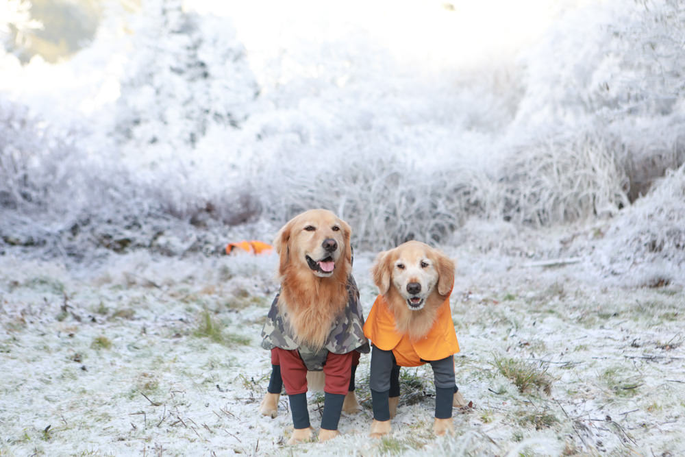 宜蘭景點｜思源埡口下雪。台七甲線宜蘭、台中交界、絕美銀白世界、雪白森林中中的寂寞派出所