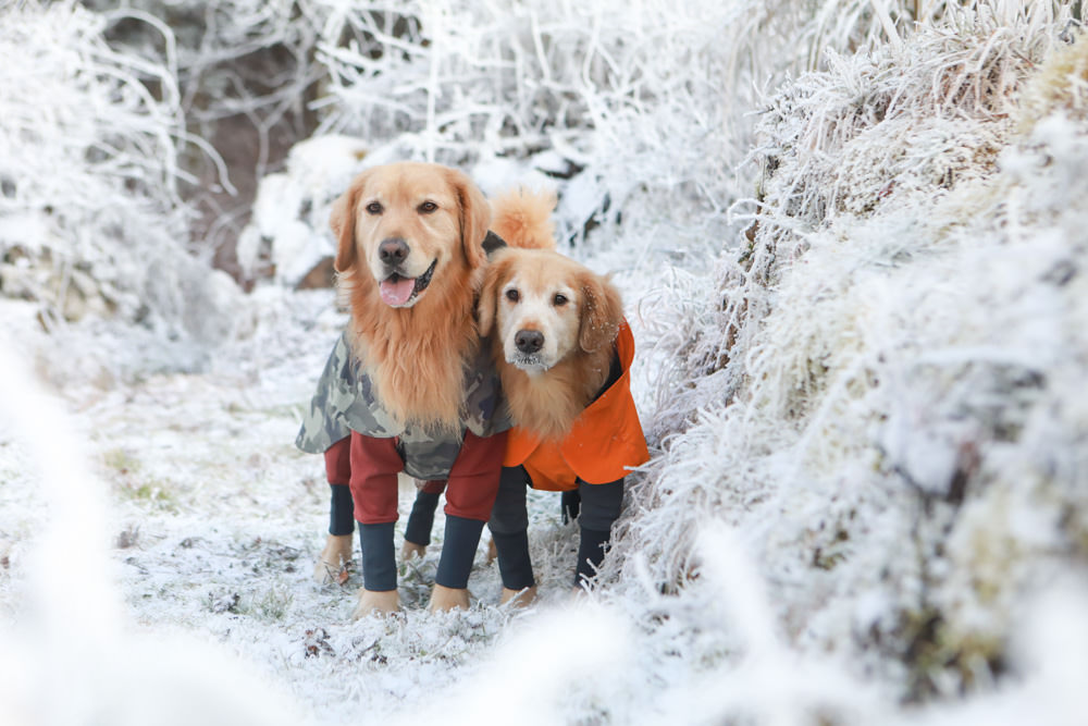 宜蘭景點｜思源埡口下雪。台七甲線宜蘭、台中交界、絕美銀白世界、雪白森林中中的寂寞派出所