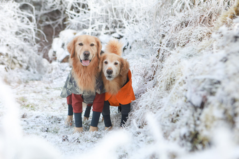 宜蘭景點｜思源埡口下雪。台七甲線宜蘭、台中交界、絕美銀白世界、雪白森林中中的寂寞派出所