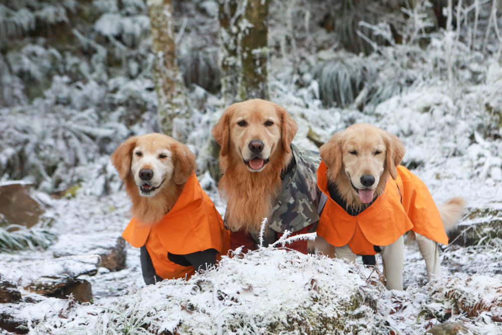 宜蘭景點｜思源埡口下雪。台七甲線宜蘭、台中交界、絕美銀白世界、雪白森林中中的寂寞派出所