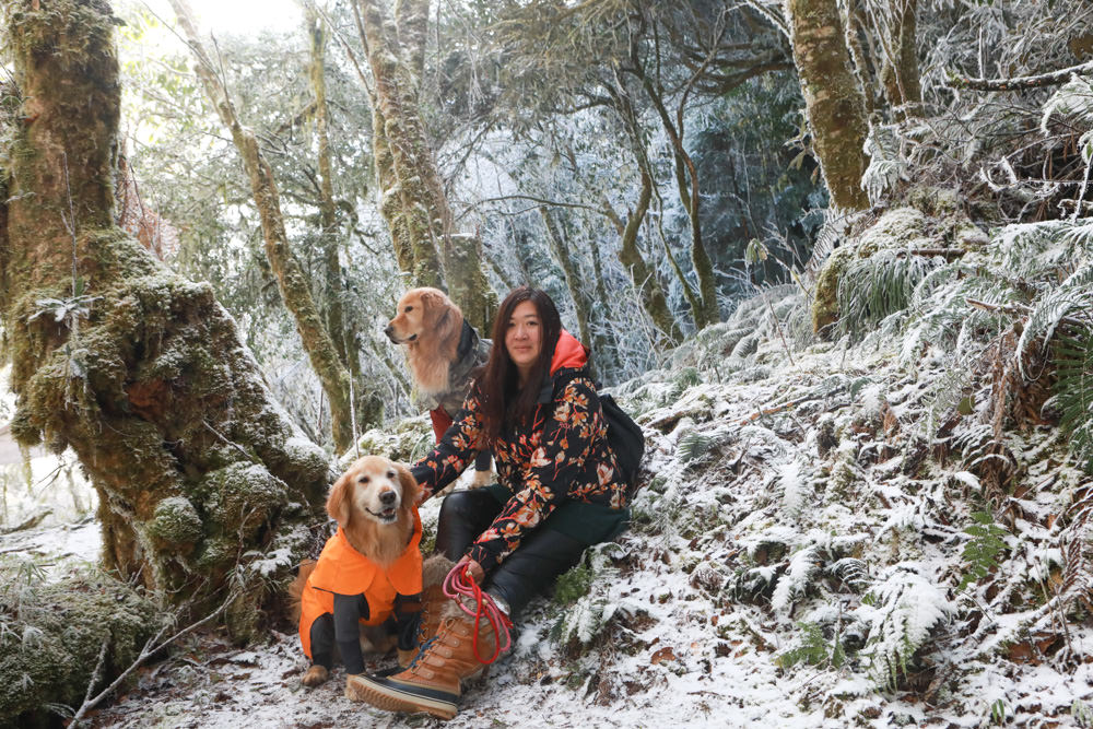 宜蘭景點｜思源埡口下雪。台七甲線宜蘭、台中交界、絕美銀白世界、雪白森林中中的寂寞派出所