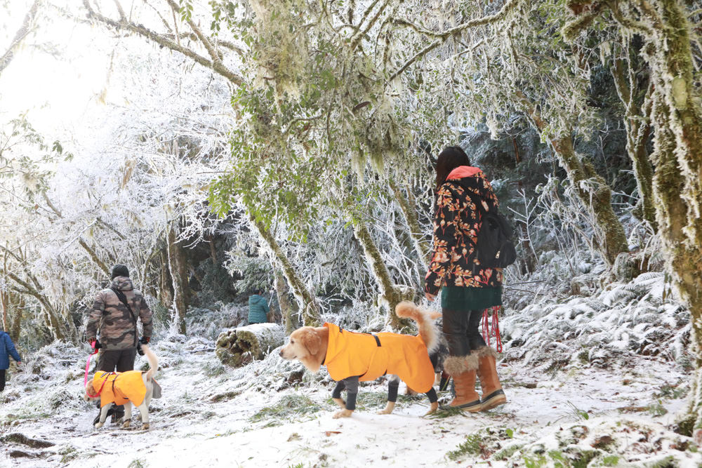 宜蘭景點｜思源埡口下雪。台七甲線宜蘭、台中交界、絕美銀白世界、雪白森林中中的寂寞派出所