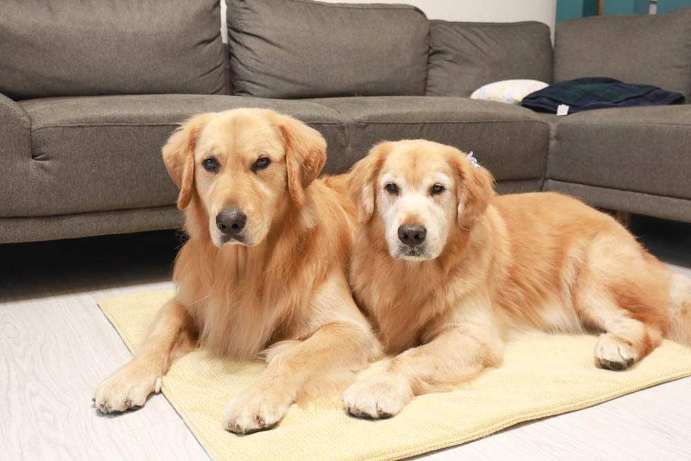 寵物睡墊｜ETERNO寵物萬用墊～遠紅外線升級版。寒冬老犬必備！寵物睡墊、沙發墊、旅行露營攜帶睡墊