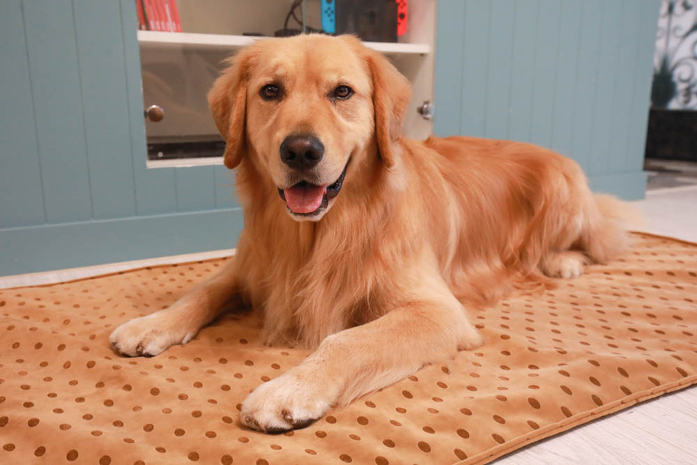 寵物睡墊｜ETERNO寵物萬用墊～遠紅外線升級版。寒冬老犬必備！寵物睡墊、沙發墊、旅行露營攜帶睡墊