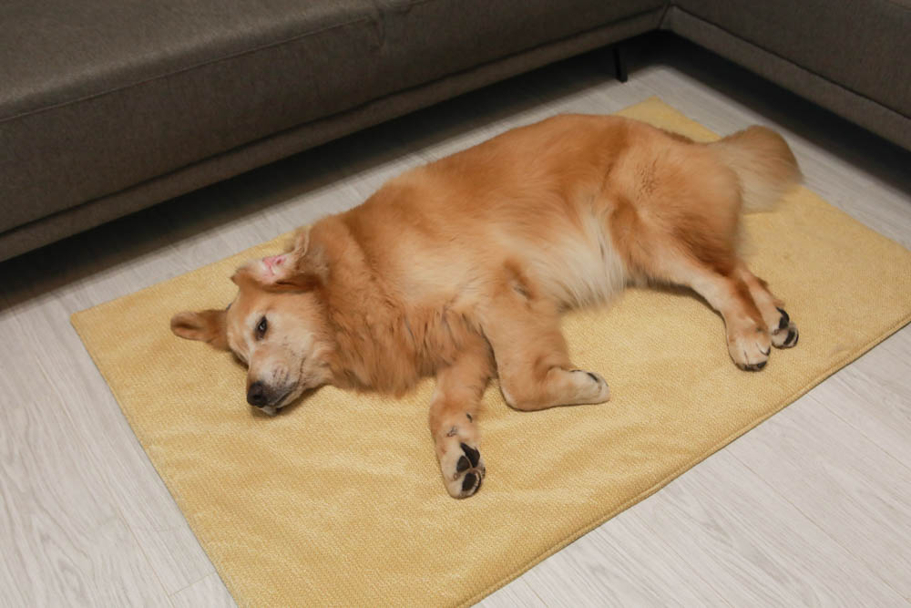 寵物睡墊｜ETERNO寵物萬用墊～遠紅外線升級版。寒冬老犬必備！寵物睡墊、沙發墊、旅行露營攜帶睡墊