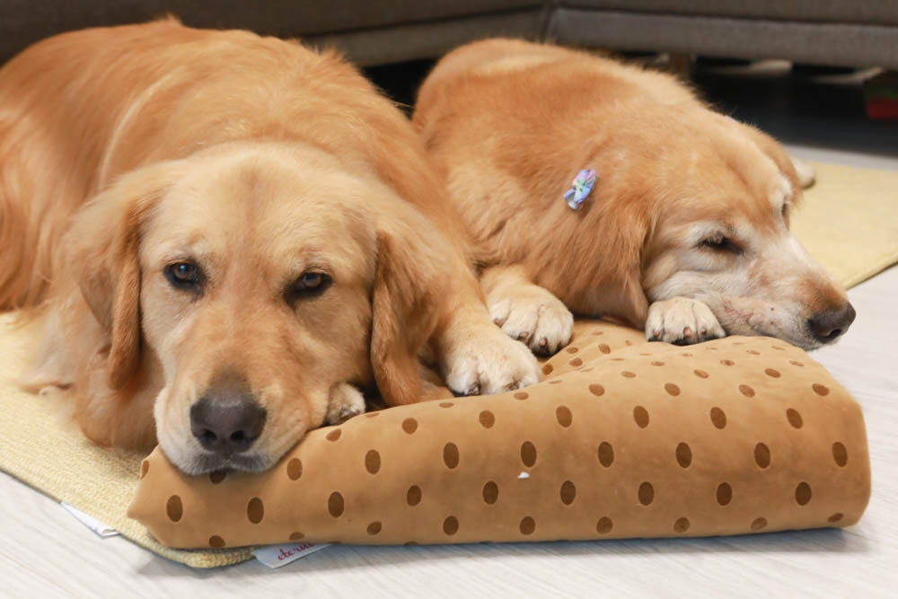 寵物睡墊｜ETERNO寵物萬用墊～遠紅外線升級版。寒冬老犬必備！寵物睡墊、沙發墊、旅行露營攜帶睡墊