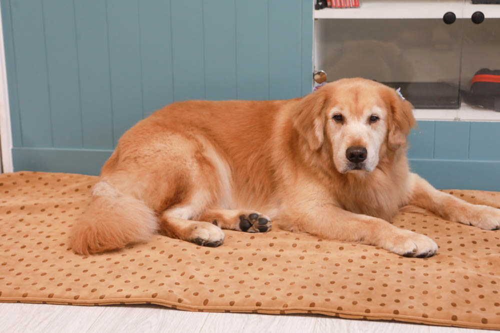 寵物睡墊｜ETERNO寵物萬用墊～遠紅外線升級版。寒冬老犬必備！寵物睡墊、沙發墊、旅行露營攜帶睡墊