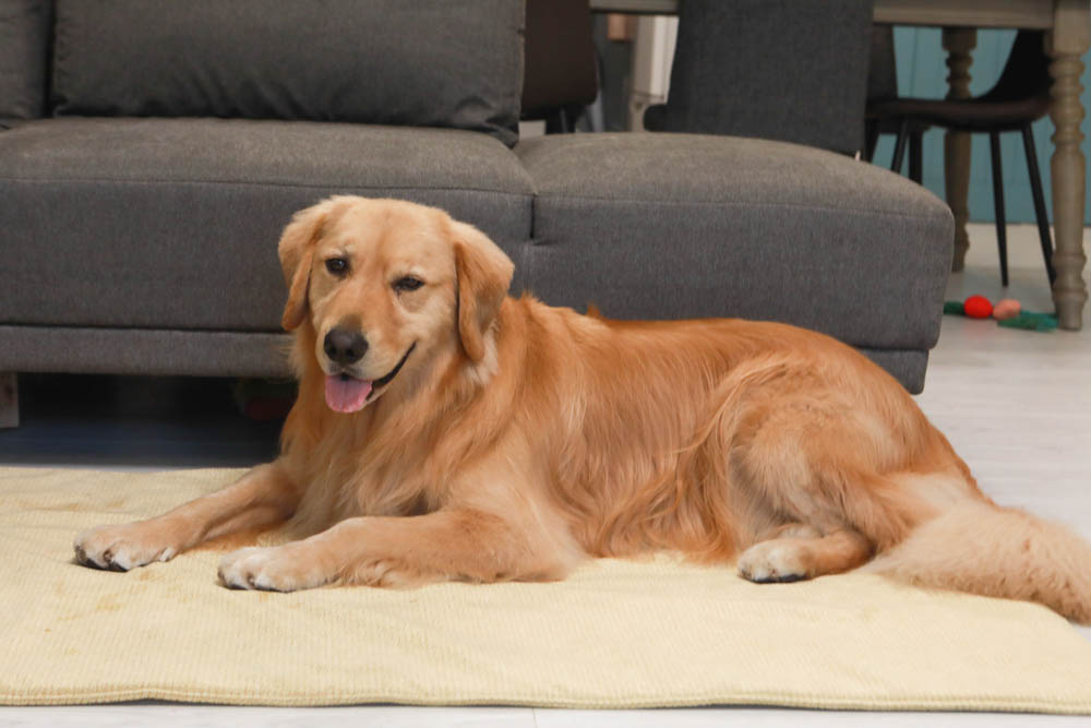 寵物睡墊｜ETERNO寵物萬用墊～遠紅外線升級版。寒冬老犬必備！寵物睡墊、沙發墊、旅行露營攜帶睡墊