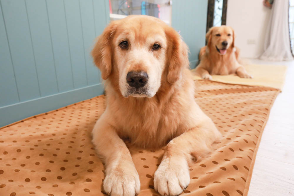 寵物睡墊｜ETERNO寵物萬用墊～遠紅外線升級版。寒冬老犬必備！寵物睡墊、沙發墊、旅行露營攜帶睡墊