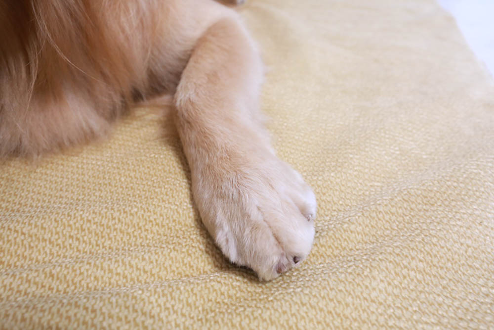 寵物睡墊｜ETERNO寵物萬用墊～遠紅外線升級版。寒冬老犬必備！寵物睡墊、沙發墊、旅行露營攜帶睡墊