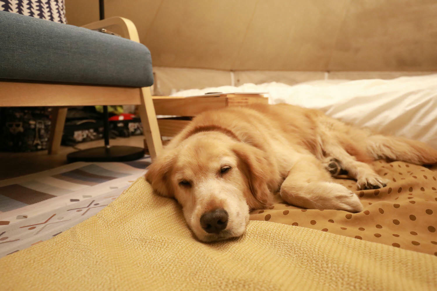 新竹｜愛上喜翁豪華露營Glamping。全包式一泊四食豪華露營、寵物友善奢華露營、手做DIY體驗