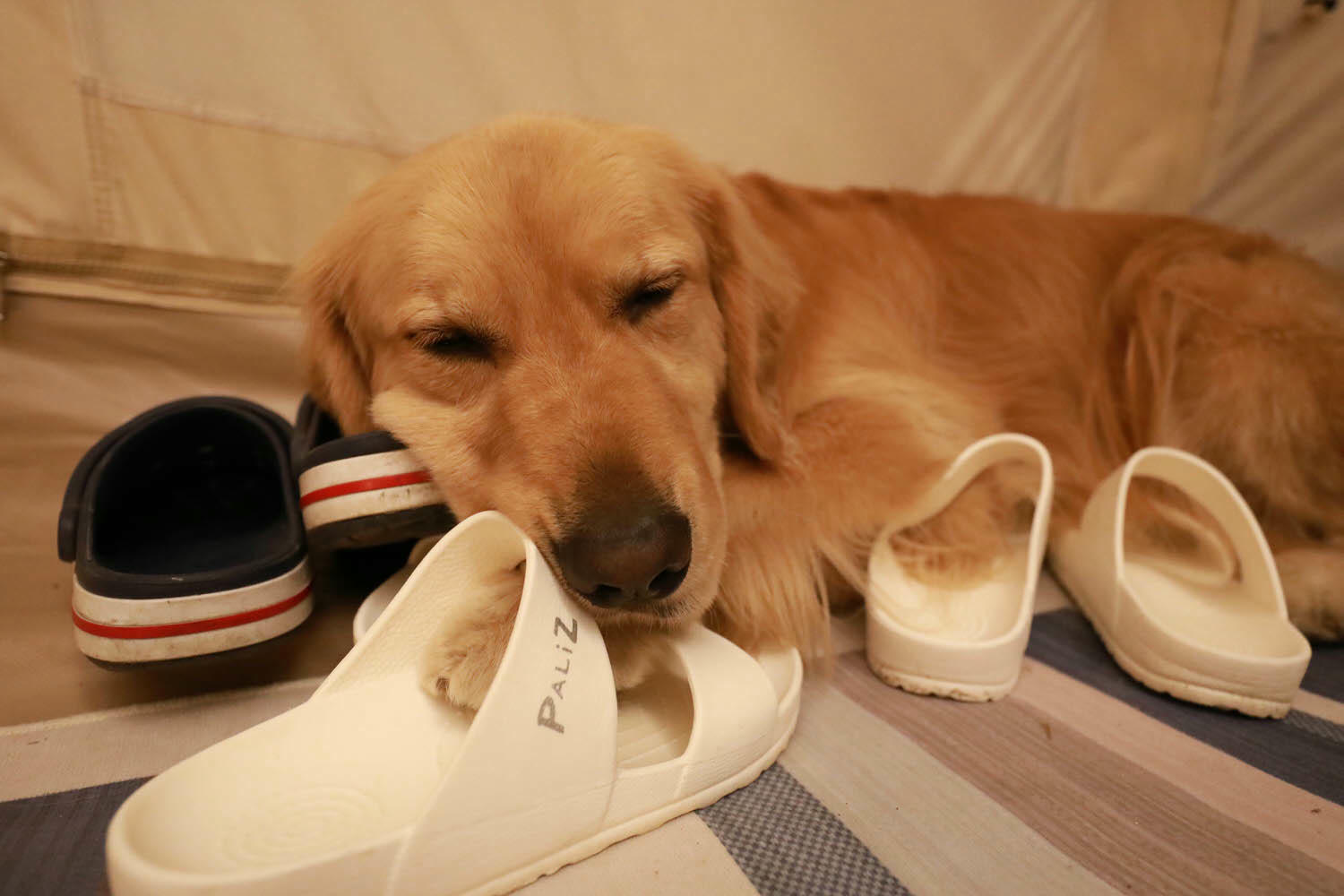 新竹｜愛上喜翁豪華露營Glamping。全包式一泊四食豪華露營、寵物友善奢華露營、手做DIY體驗