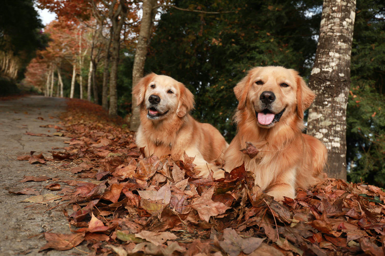 新竹｜愛上喜翁豪華露營Glamping。全包式一泊四食豪華露營、寵物友善奢華露營、手做DIY體驗