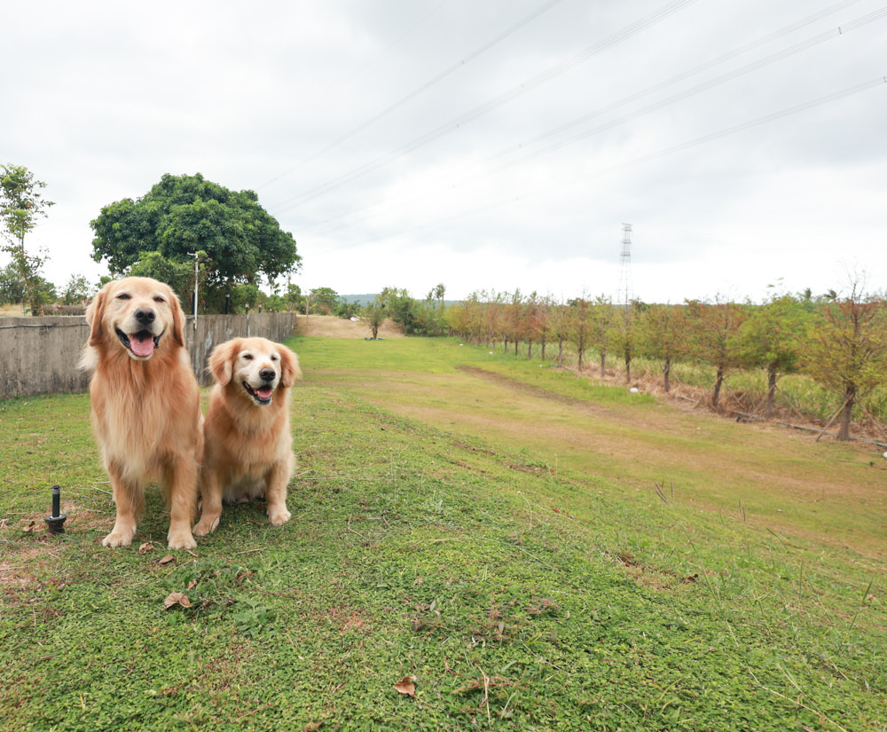 墾丁住宿|戀戀星辰湖畔莊園民宿 星辰館。龍鑾潭湖畔旁、墾丁寵物友善民宿、墾丁親子民宿 - 第39張圖 墾丁住宿|戀戀星辰湖畔莊園民宿 星辰館。龍鑾潭湖畔旁、墾丁寵物友善民宿、墾丁親子民宿