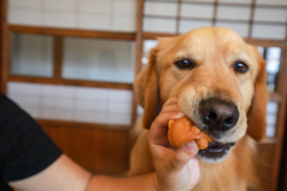 花蓮古蹟咖啡廳｜斗宅揀茶舍。日治時期檢察長宿舍、有專屬預約制寵物友善包廂！！