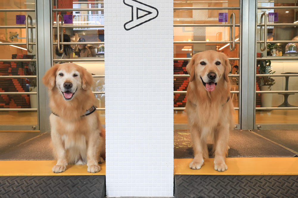 台北中山區美食｜批薩謎勒 Happy Buddha Pizza。寵物友善餐廳、窯烤披薩、還有狗狗餐點寵物炸雞披薩！！