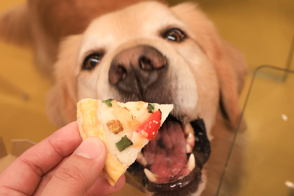 台北中山區美食｜批薩謎勒 Happy Buddha Pizza。寵物友善餐廳、窯烤披薩、還有狗狗餐點寵物炸雞披薩！！