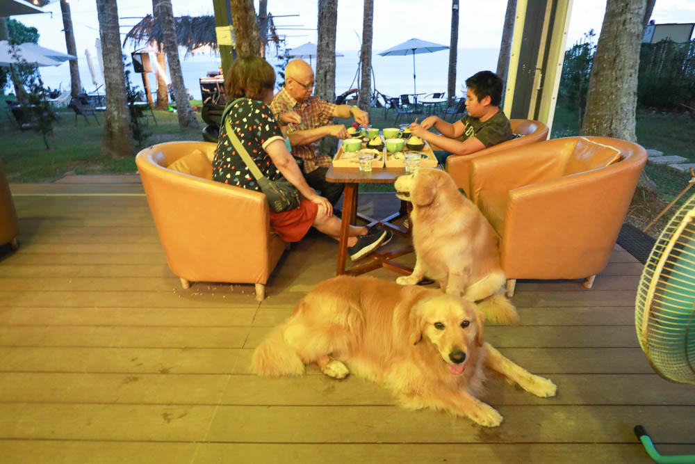台東東河海景第一排|拉法鋼琴咖啡屋Rafa Cafe。免裝備懶人露營、寵物友善、豪華露營、東部免搭帳、銀河日出絕美海景一次滿足! - 第38張圖 台東東河海景第一排|拉法鋼琴咖啡屋Rafa Cafe。免裝備懶人露營、寵物友善、豪華露營、東部免搭帳、銀河日出絕美海景一次滿足!