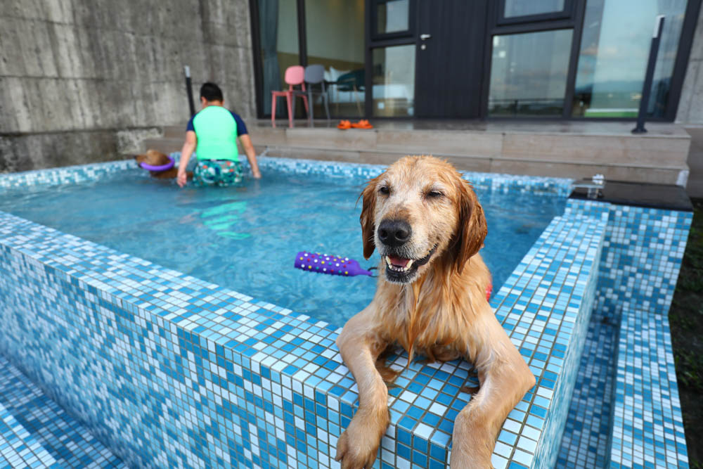 宜蘭美食民宿推薦｜捉迷藏寵物友善民宿、吸貓咖啡館（早午餐、下午茶）。主題星空泳池房、佇立宜蘭平原稻田元野中的清水模建築