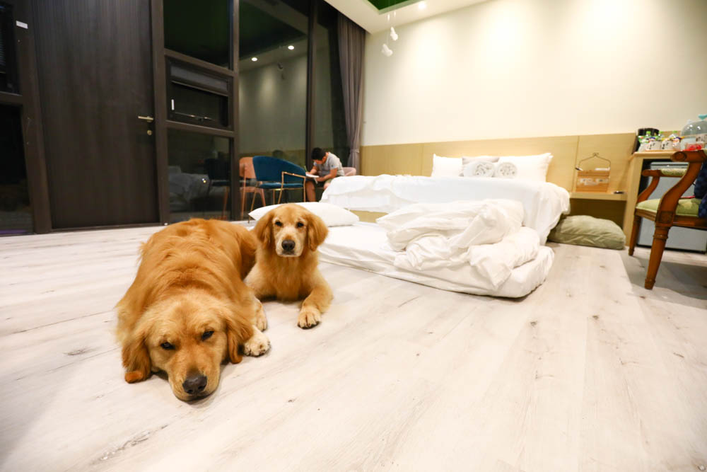 宜蘭美食民宿推薦｜捉迷藏寵物友善民宿、吸貓咖啡館（早午餐、下午茶）。主題星空泳池房、佇立宜蘭平原稻田元野中的清水模建築