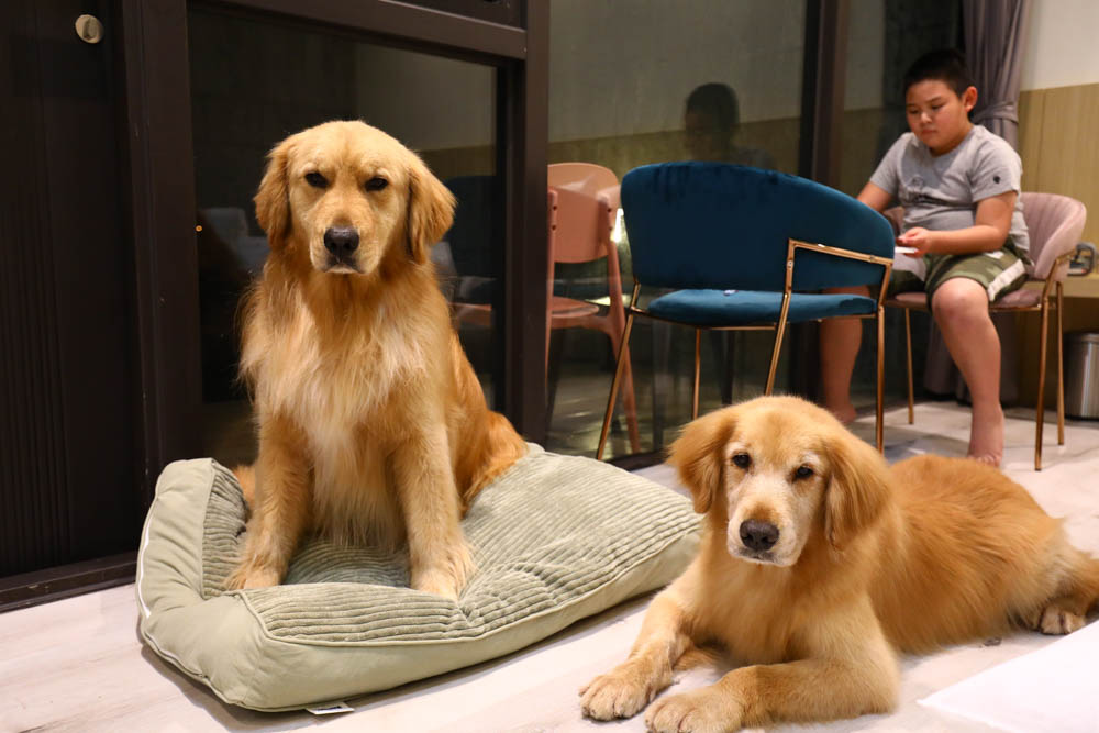 宜蘭美食民宿推薦｜捉迷藏寵物友善民宿、吸貓咖啡館（早午餐、下午茶）。主題星空泳池房、佇立宜蘭平原稻田元野中的清水模建築
