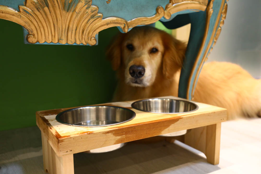 宜蘭美食民宿推薦｜捉迷藏寵物友善民宿、吸貓咖啡館（早午餐、下午茶）。主題星空泳池房、佇立宜蘭平原稻田元野中的清水模建築