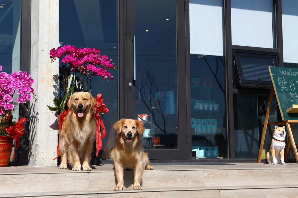 宜蘭美食民宿推薦｜捉迷藏寵物友善民宿、吸貓咖啡館（早午餐、下午茶）。主題星空泳池房、佇立宜蘭平原稻田元野中的清水模建築
