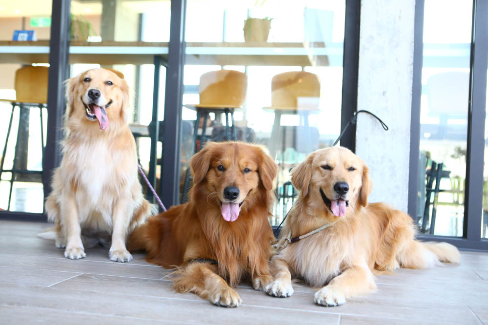 宜蘭美食民宿推薦｜捉迷藏寵物友善民宿、吸貓咖啡館（早午餐、下午茶）。主題星空泳池房、佇立宜蘭平原稻田元野中的清水模建築
