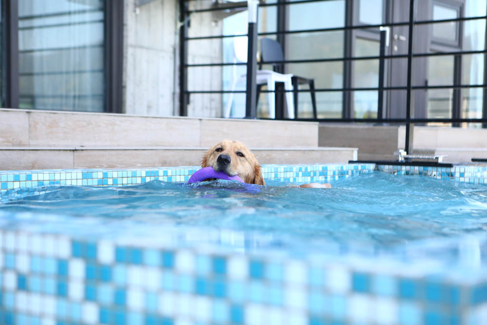 宜蘭美食民宿推薦｜捉迷藏寵物友善民宿、吸貓咖啡館（早午餐、下午茶）。主題星空泳池房、佇立宜蘭平原稻田元野中的清水模建築