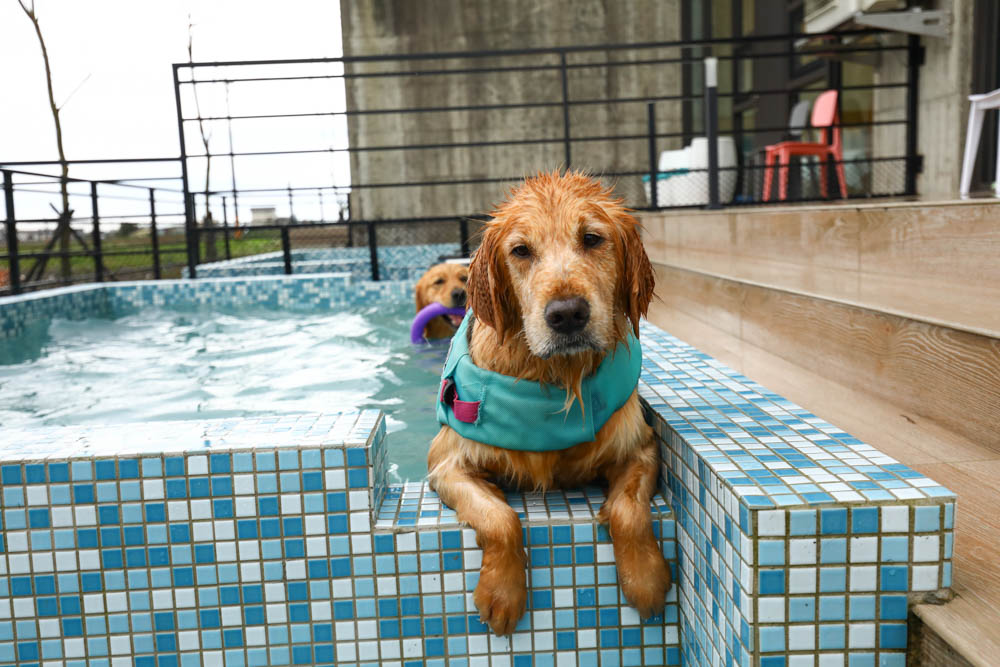 宜蘭美食民宿推薦｜捉迷藏寵物友善民宿、吸貓咖啡館（早午餐、下午茶）。主題星空泳池房、佇立宜蘭平原稻田元野中的清水模建築