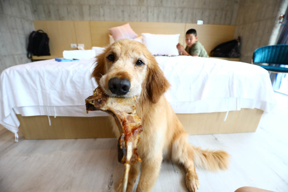 宜蘭美食民宿推薦｜捉迷藏寵物友善民宿、吸貓咖啡館（早午餐、下午茶）。主題星空泳池房、佇立宜蘭平原稻田元野中的清水模建築