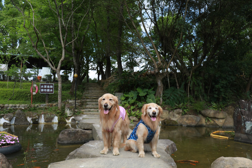 新北景點|新店文山農場。寵物友善景點、新北賞螢賞花秘境、露營區、四季皆有不同美景花卉 - 第57張圖 新北景點|新店文山農場。寵物友善景點、新北賞螢賞花秘境、露營區、四季皆有不同美景花卉