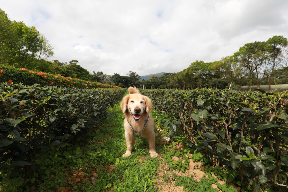 新北景點|新店文山農場。寵物友善景點、新北賞螢賞花秘境、露營區、四季皆有不同美景花卉 - 第7張圖 新北景點|新店文山農場。寵物友善景點、新北賞螢賞花秘境、露營區、四季皆有不同美景花卉