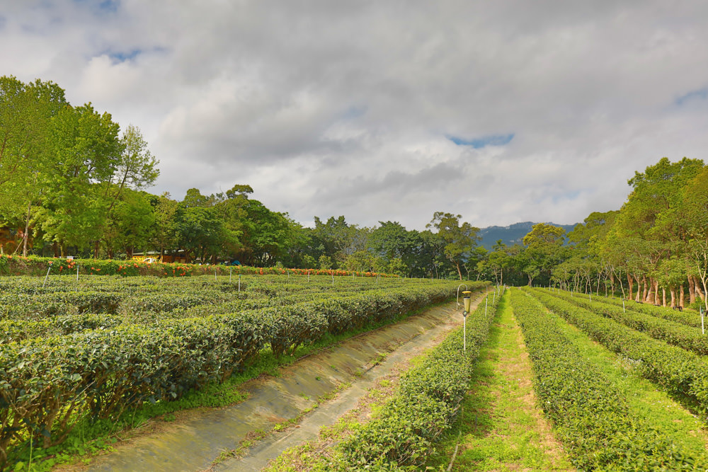 新北景點|新店文山農場。寵物友善景點、新北賞螢賞花秘境、露營區、四季皆有不同美景花卉 - 第8張圖 新北景點|新店文山農場。寵物友善景點、新北賞螢賞花秘境、露營區、四季皆有不同美景花卉