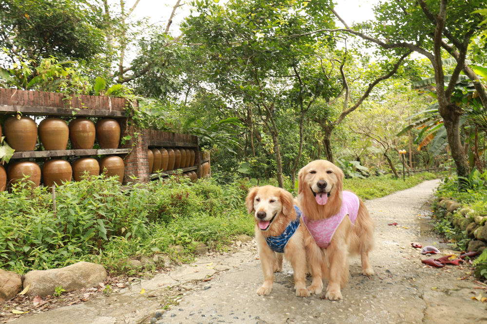新北景點|新店文山農場。寵物友善景點、新北賞螢賞花秘境、露營區、四季皆有不同美景花卉 - 第10張圖 新北景點|新店文山農場。寵物友善景點、新北賞螢賞花秘境、露營區、四季皆有不同美景花卉