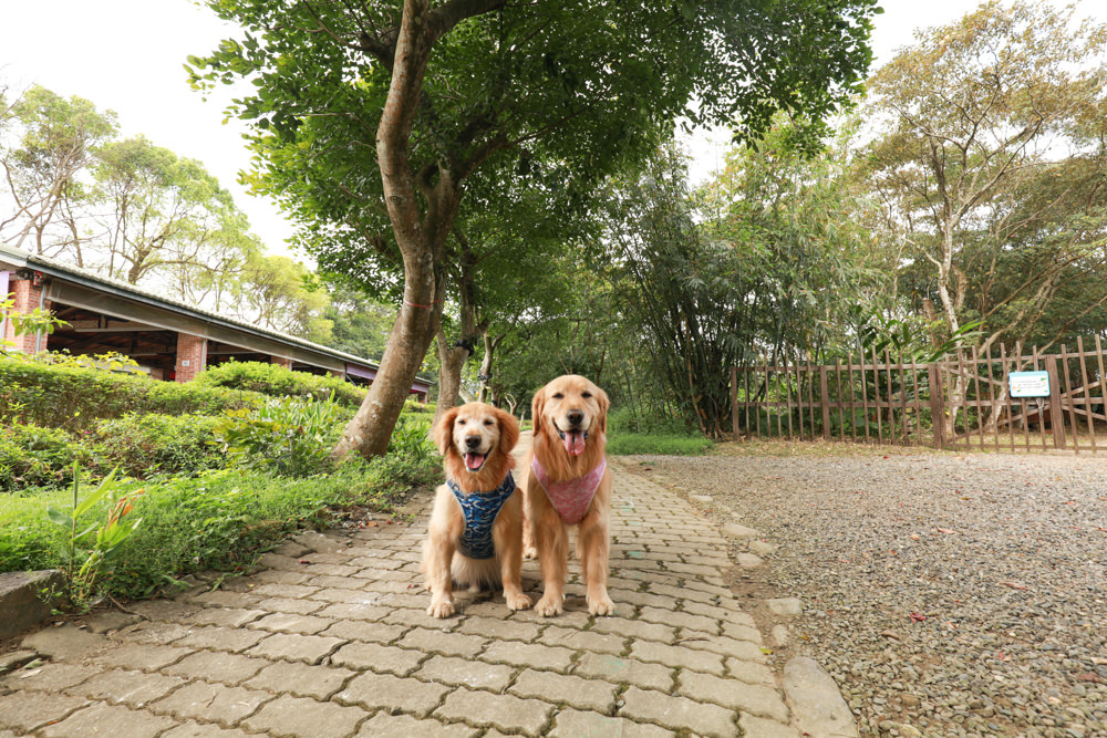 新北景點|新店文山農場。寵物友善景點、新北賞螢賞花秘境、露營區、四季皆有不同美景花卉 - 第11張圖 新北景點|新店文山農場。寵物友善景點、新北賞螢賞花秘境、露營區、四季皆有不同美景花卉