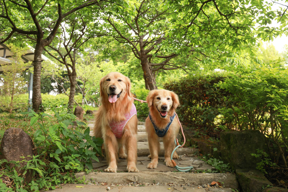 新北景點|新店文山農場。寵物友善景點、新北賞螢賞花秘境、露營區、四季皆有不同美景花卉 - 第18張圖 新北景點|新店文山農場。寵物友善景點、新北賞螢賞花秘境、露營區、四季皆有不同美景花卉
