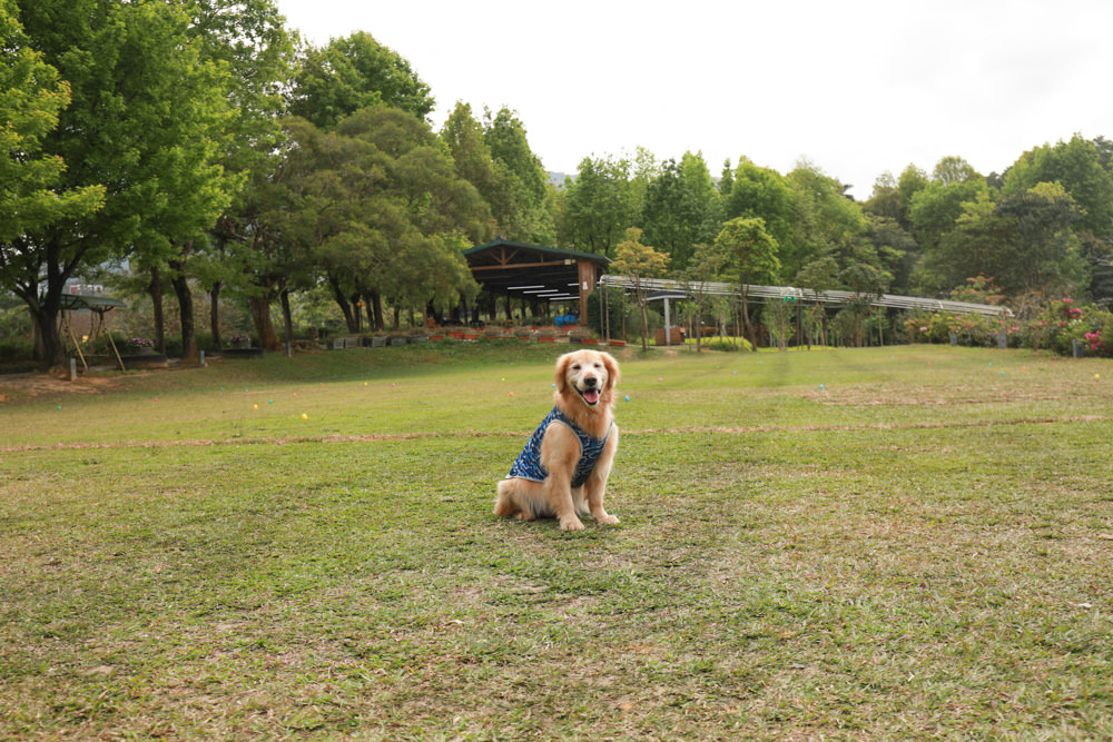 新北景點|新店文山農場。寵物友善景點、新北賞螢賞花秘境、露營區、四季皆有不同美景花卉 - 第20張圖 新北景點|新店文山農場。寵物友善景點、新北賞螢賞花秘境、露營區、四季皆有不同美景花卉