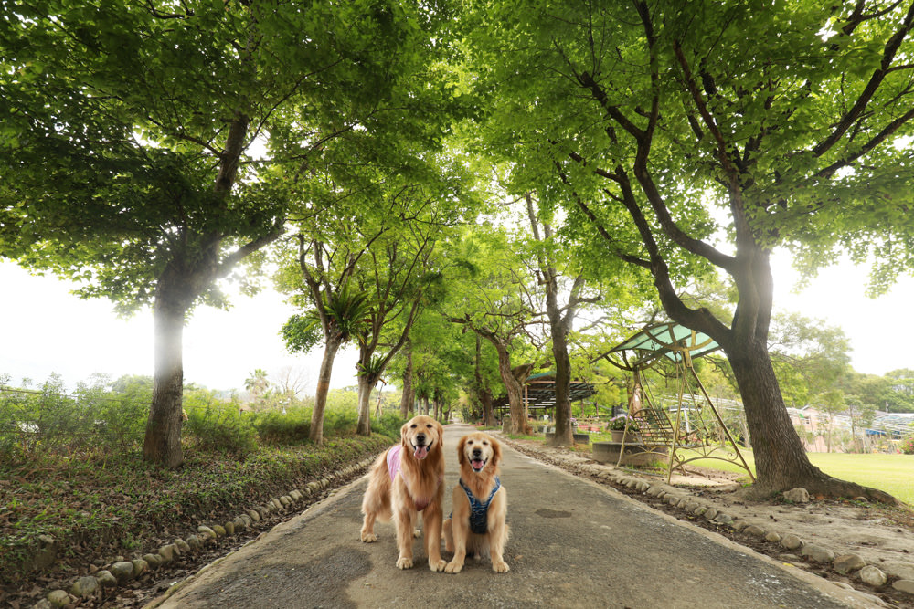 新北景點|新店文山農場。寵物友善景點、新北賞螢賞花秘境、露營區、四季皆有不同美景花卉 - 第26張圖 新北景點|新店文山農場。寵物友善景點、新北賞螢賞花秘境、露營區、四季皆有不同美景花卉