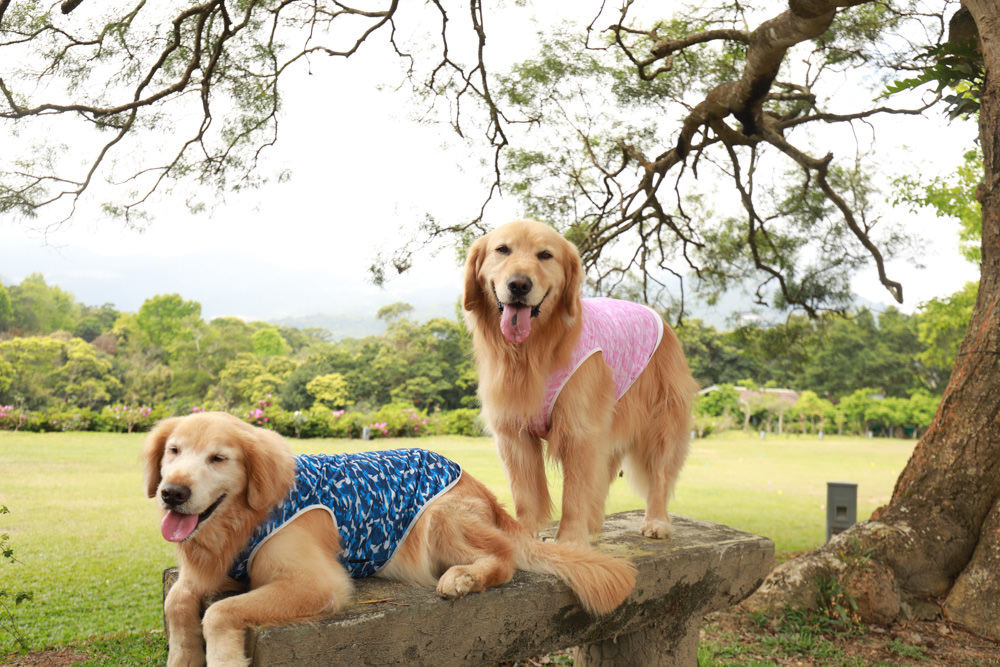 新北景點|新店文山農場。寵物友善景點、新北賞螢賞花秘境、露營區、四季皆有不同美景花卉 - 第27張圖 新北景點|新店文山農場。寵物友善景點、新北賞螢賞花秘境、露營區、四季皆有不同美景花卉