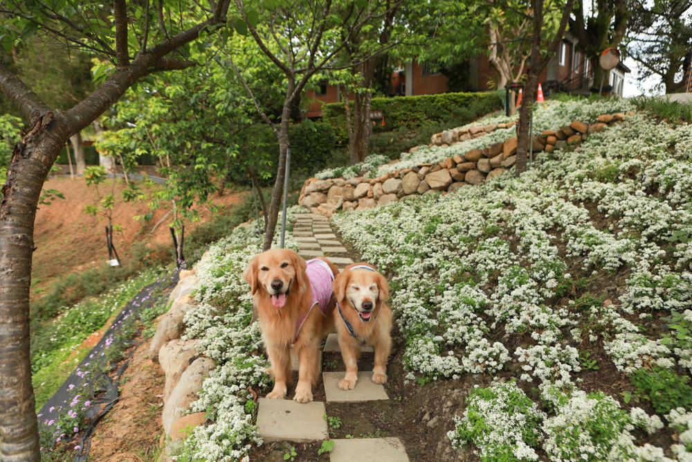 新北景點|新店文山農場。寵物友善景點、新北賞螢賞花秘境、露營區、四季皆有不同美景花卉 - 第30張圖 新北景點|新店文山農場。寵物友善景點、新北賞螢賞花秘境、露營區、四季皆有不同美景花卉